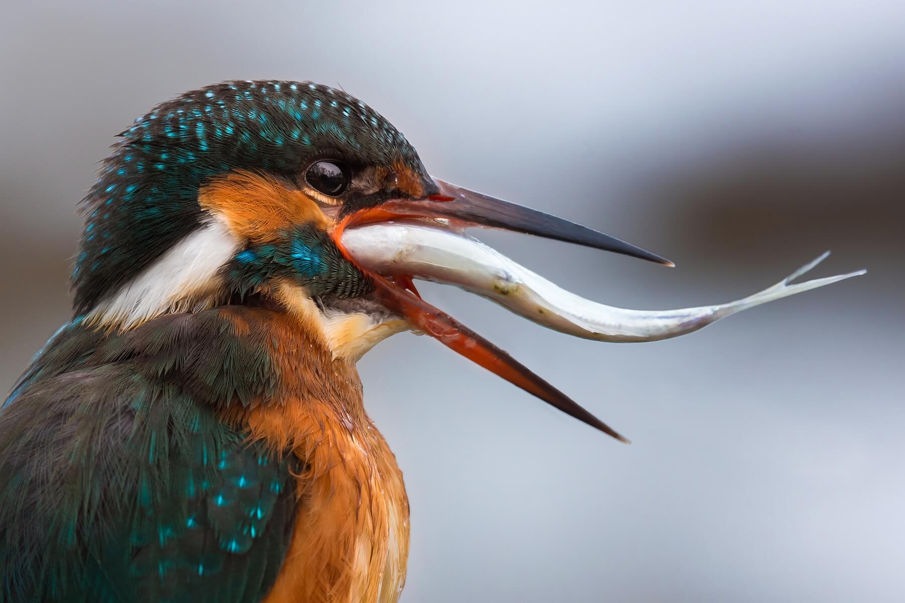 Swallowing Fish