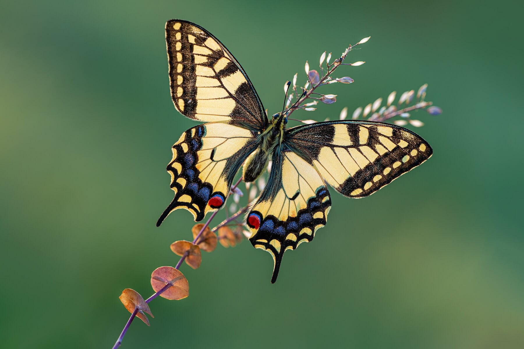Swallowtail