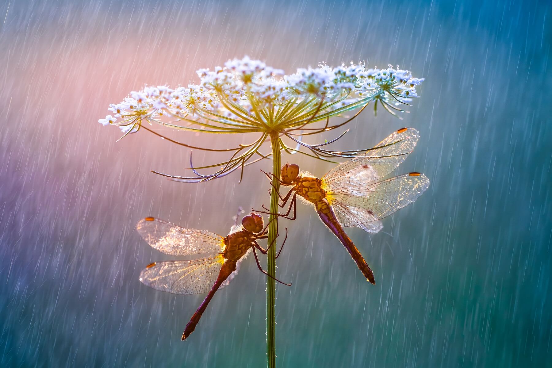 Umbrella