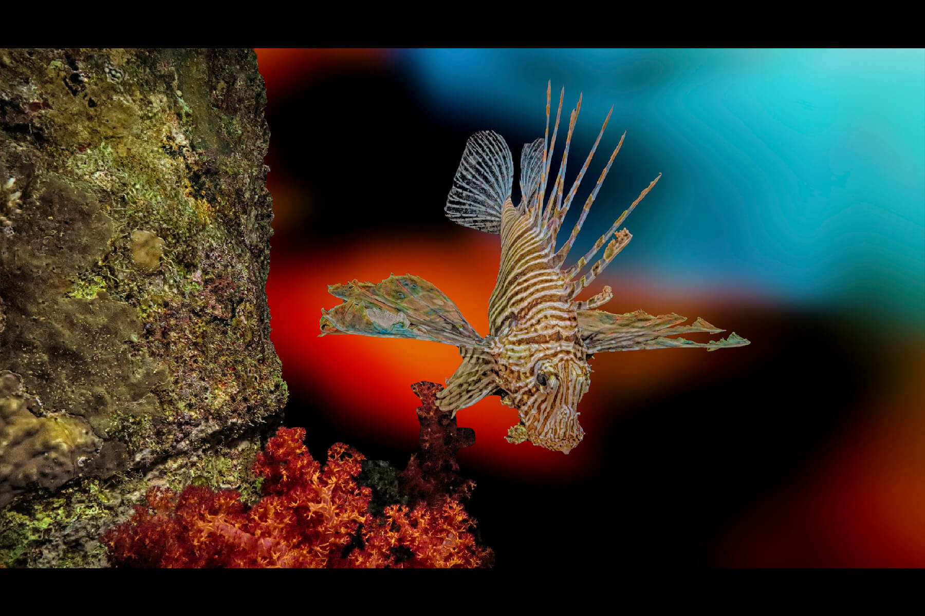 Lionfish